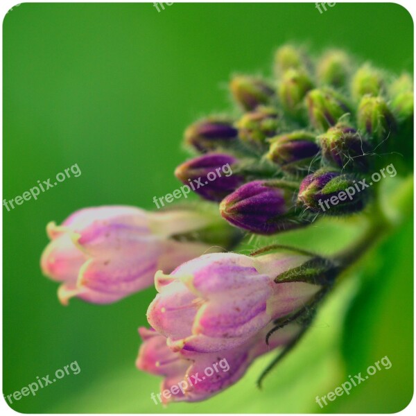 Comfrey Flower Buds Flower Free Photos