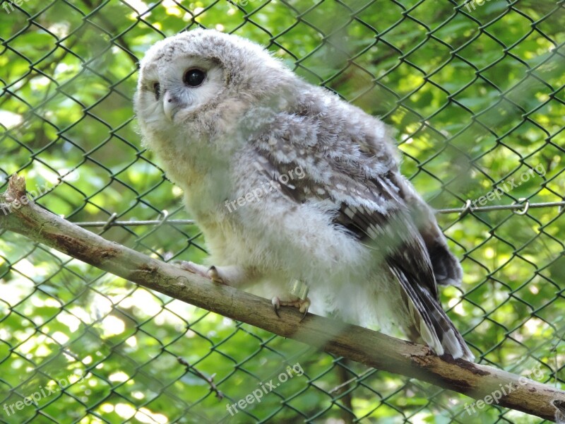 Owl Eagle Owl Forest Animal Snowy Owl Zoo