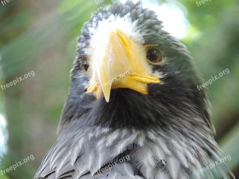 Adler Zoo Bird Of Prey Raptor Free Photos