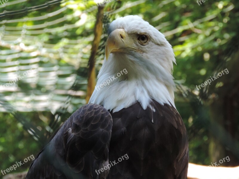 Adler Zoo White Tailed Eagle Bird Of Prey Free Photos