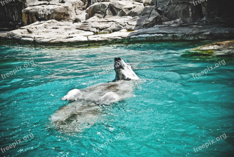 Bear Water Blue White Swimming