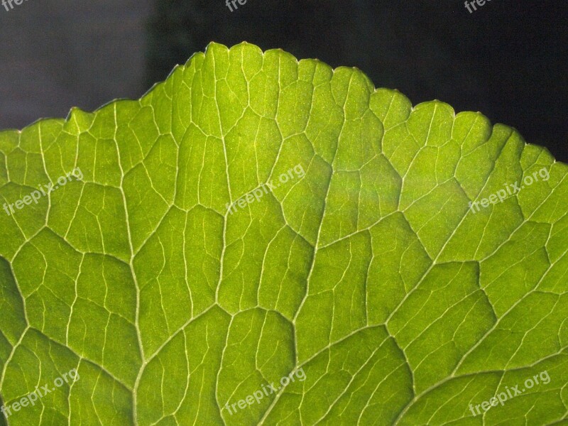 Water Transport Plant Leaf Veins Vascular Bundle Plant Tissue