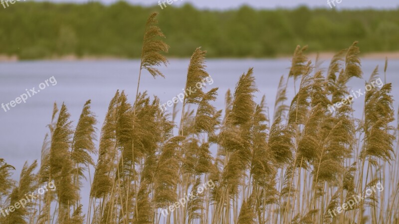 Lake Nature Mood Senftenberg Marram Grass