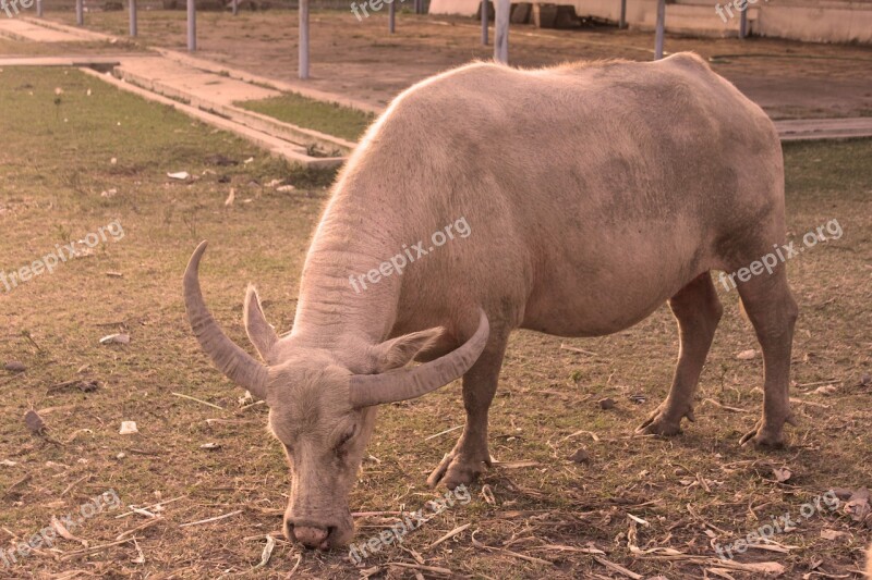 Buffalo Yogyakarta Indonesia Caucasians Free Photos