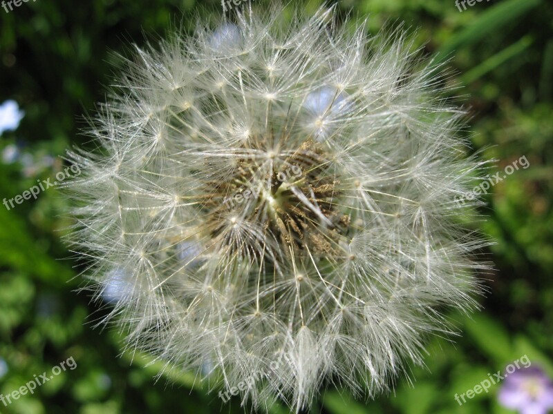 Dandelion Seeds Nature Plant Summer