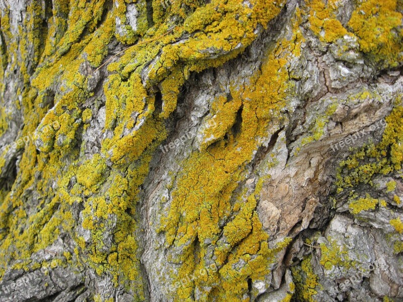 Lichen Nature Environment Texture Natural