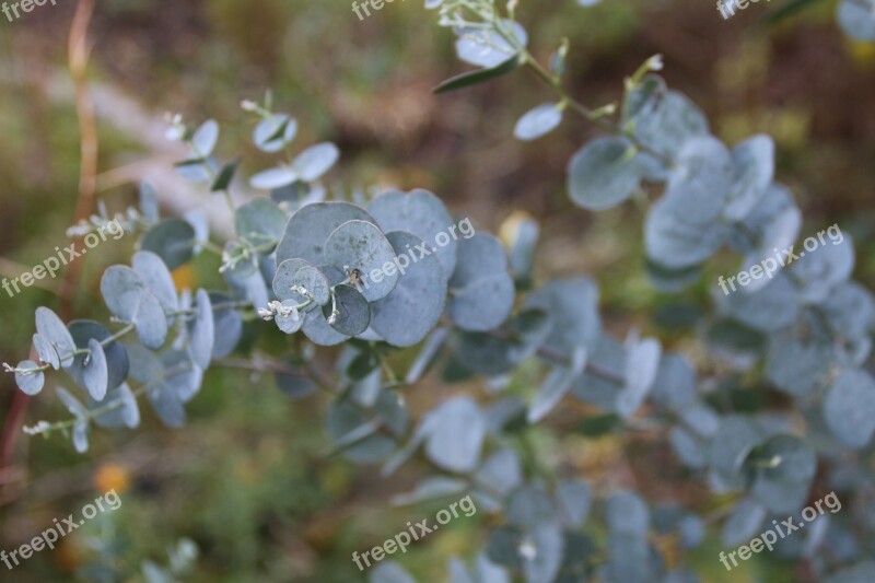 Eucalyptus Wood Natural Free Photos