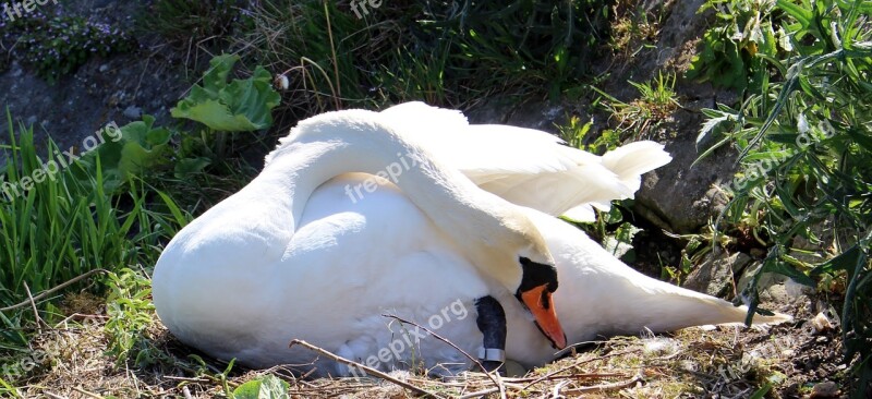 Swan Nest Swan's Nest Breed Hatch