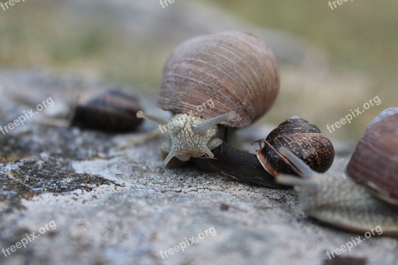 Snail Strange Slimy Free Photos