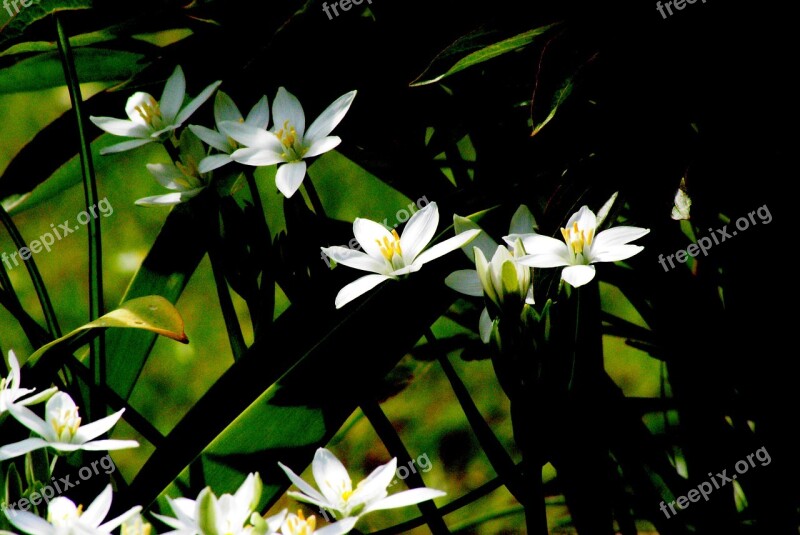 White Flowers Garden Contrast Light And Shade Free Photos