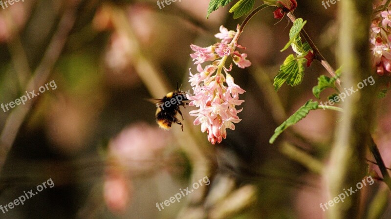 Gooseberry Flower Bourdon Insects Nature Fauna