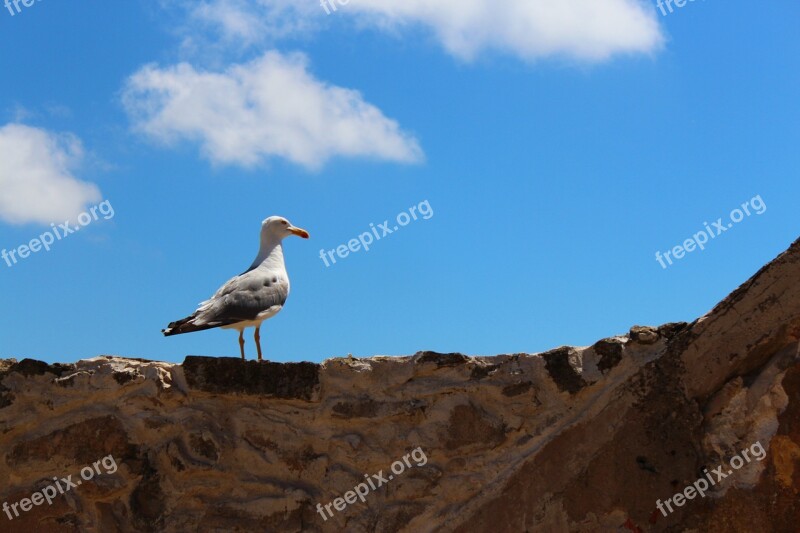 Seagull Bird Animal Gull Summer