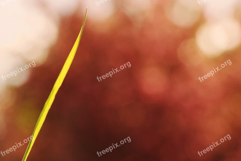 Grass Strand Bokeh Sunny Color