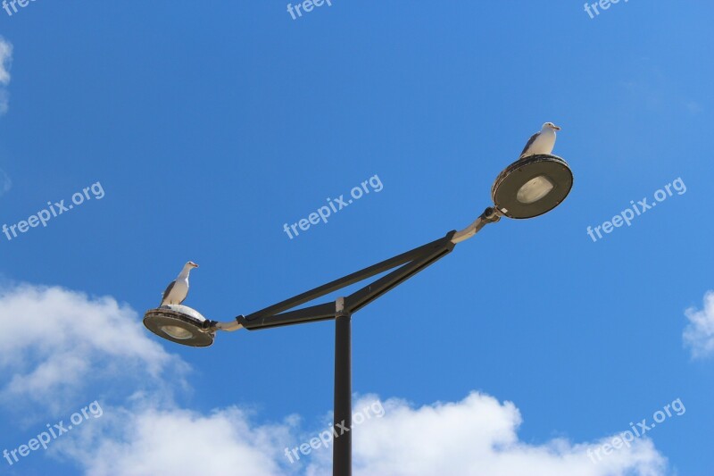 Seagulls Birds Lamp Nature Wildlife