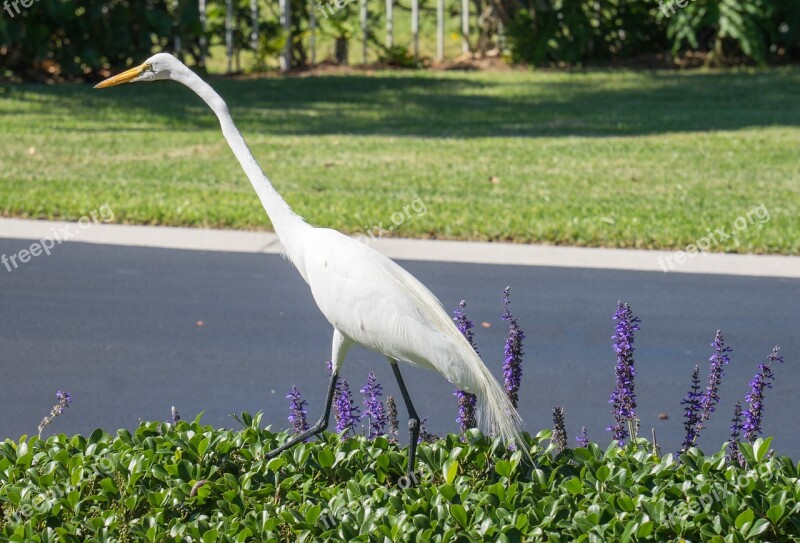 White Heron Bird Nature Animal Wildlife