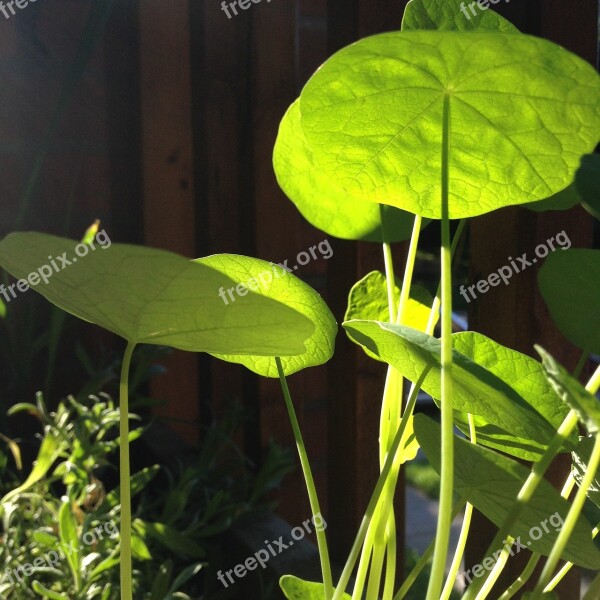 Watercress Green Leafy Greens Vegan Food