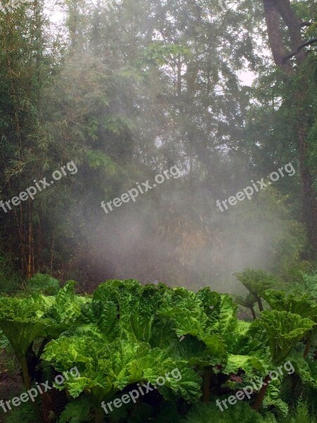 Nature Green Fog Leaves Grass