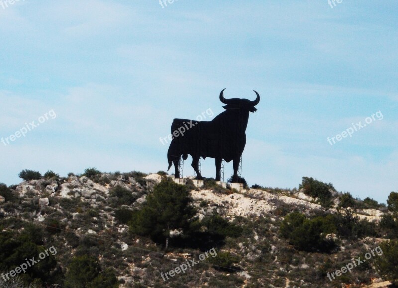 Bulls Spain Fiesta Brava Bullfight Torero