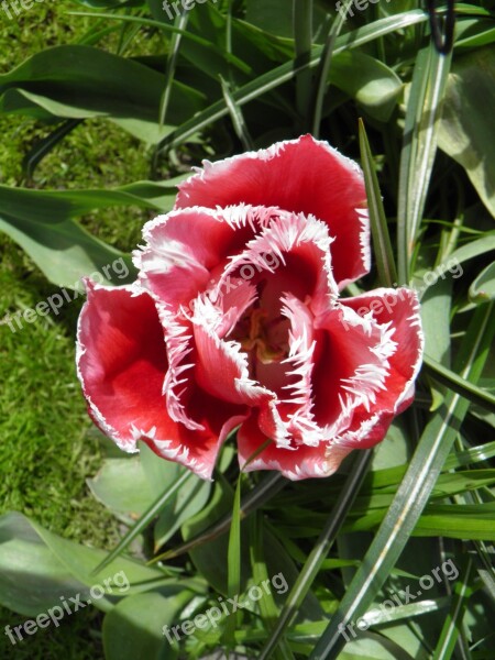 Amsterdam Tulips Garden Spring Tulip