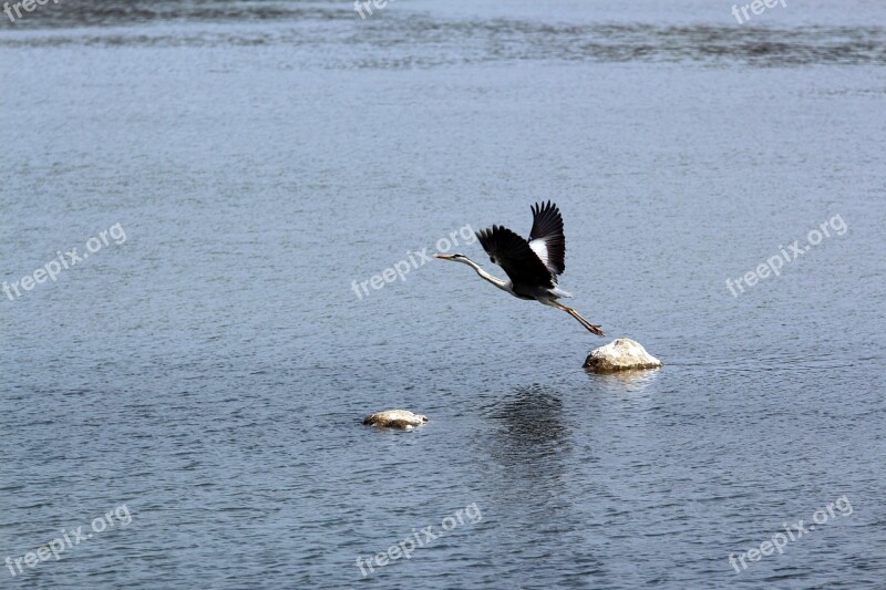 New River Birds Outdoor Nature