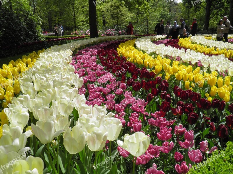 Field Tulips Yellow Rosa Park