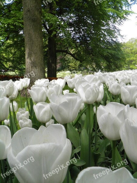 Tulips White Flowers Spring Garden