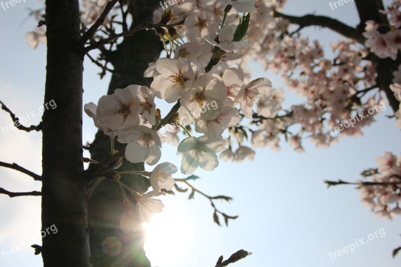 Plum Flowers Spring Nature Pink