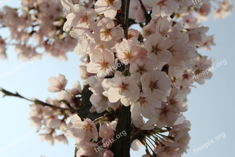 Plum Flowers Spring Nature Pink