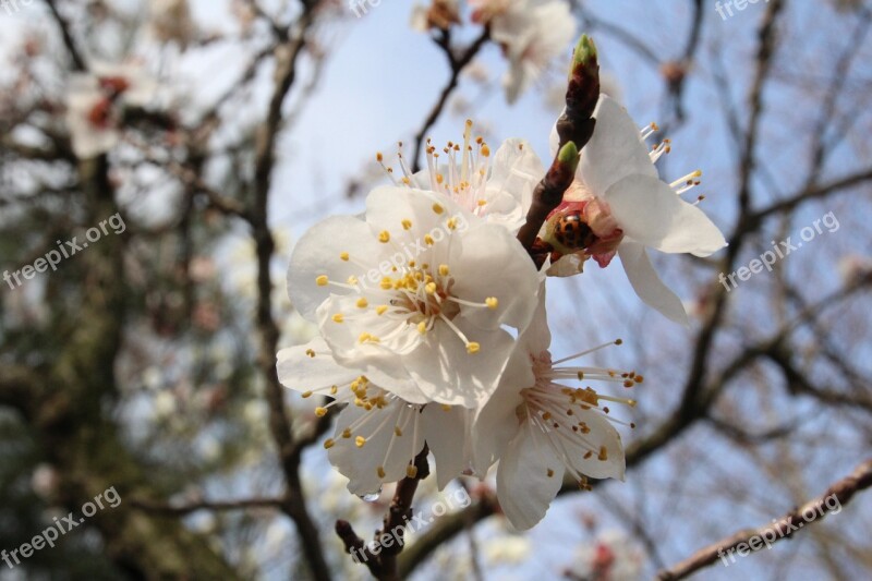 Plum Flowers Spring Nature Pink