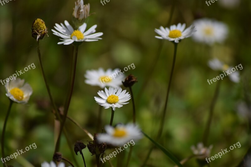 Daisies Spring Prato Flowers Flower