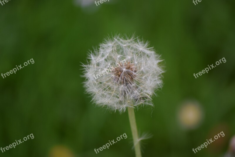 Dandelion Spring Prato Flowers Flower