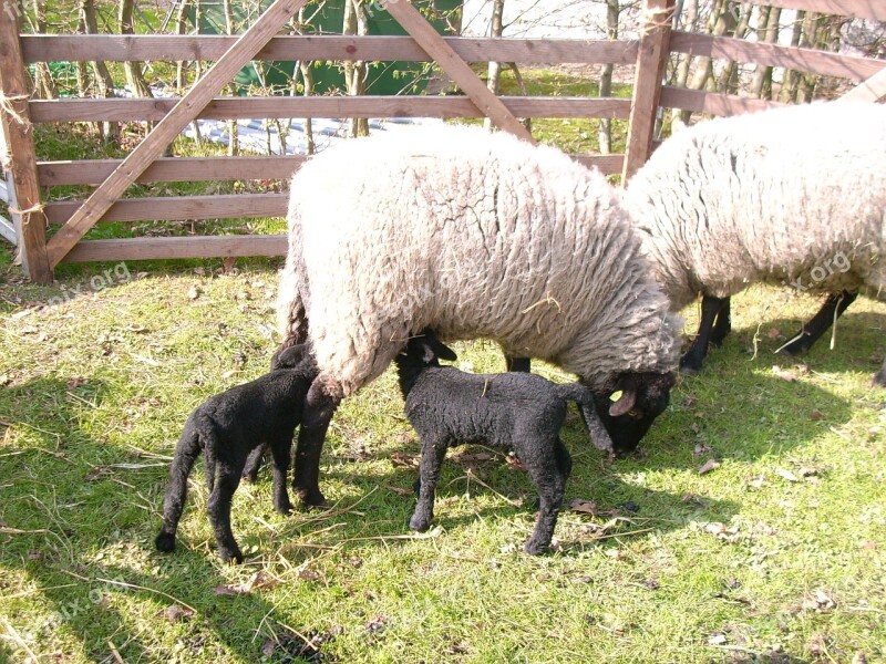 Sheep Black Lambs Easter Animal World Farm