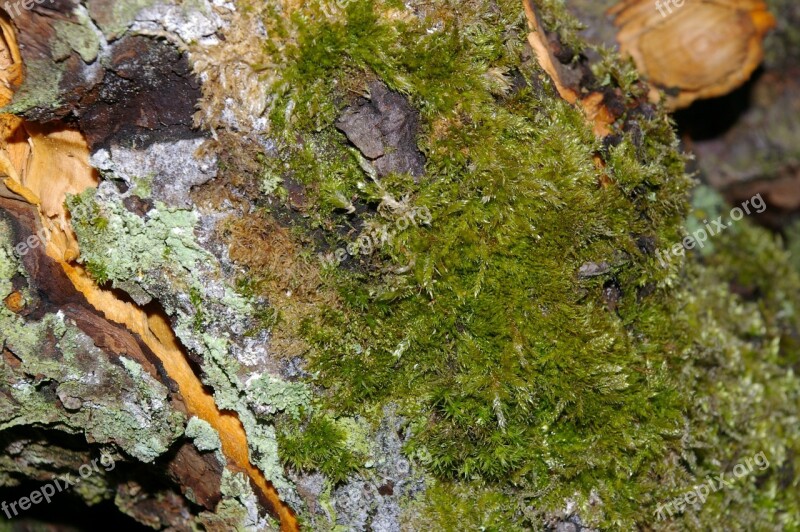 Moss Bark Tree Green Log