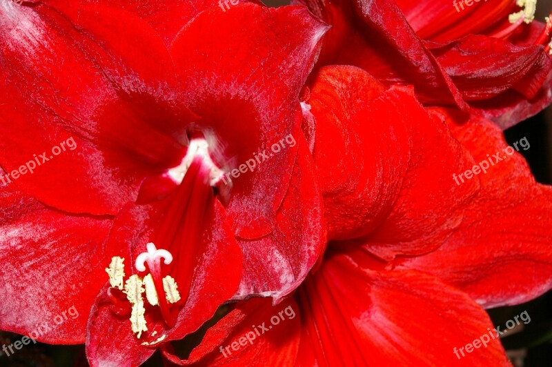 Amarillis Flowers Close Up Flower Spring