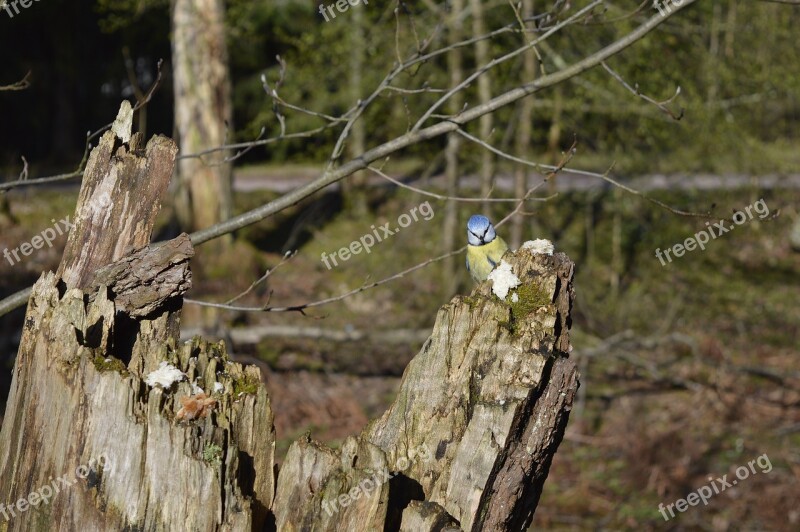 Tit Helsinki Seurasaari Free Photos