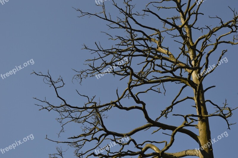 Snag Branches Sky Free Photos