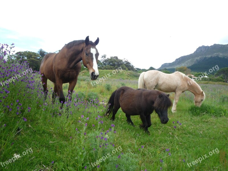 Horse Field Animal Nature Farm