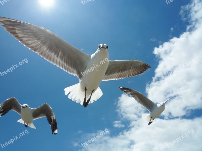 Seagull Sky Blue Flying Gull