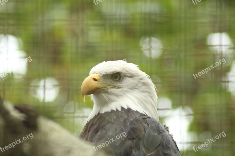 Adler Grid Zoo Pride Bald Eagle