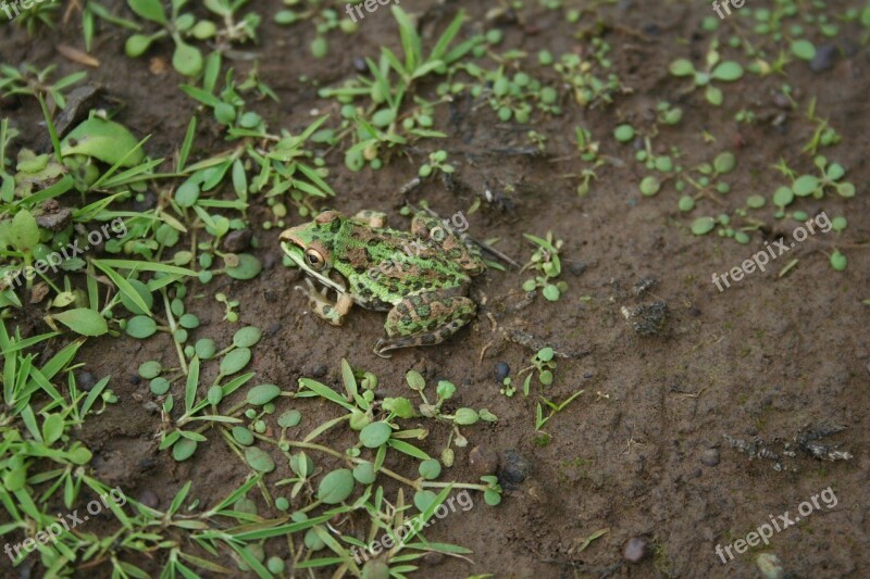 Frog Nature Ecology Wildlife Green