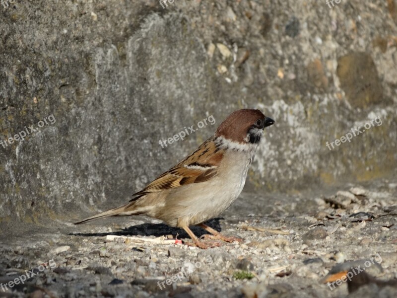 Bird Fauna The Sparrow Nature Free Photos