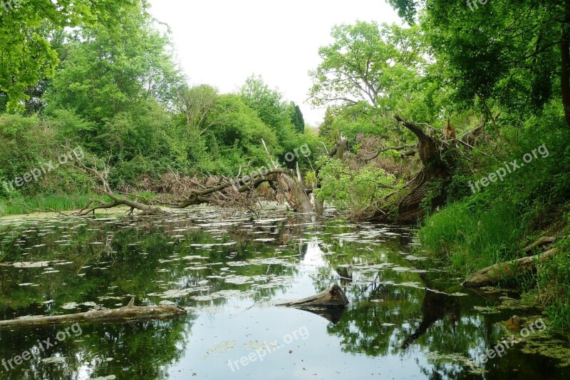 Wilderness Aue Water Standing Waters Free Photos