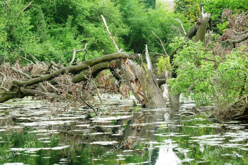 Wilderness Aue Standing Waters Trees Aesthetic