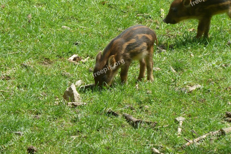 Launchy Boar Piglet Head Drawing Wild Boar