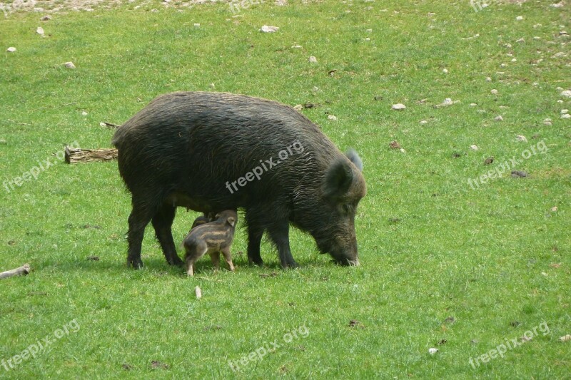 Boar Bache Little Pig Wild Boar Suckle