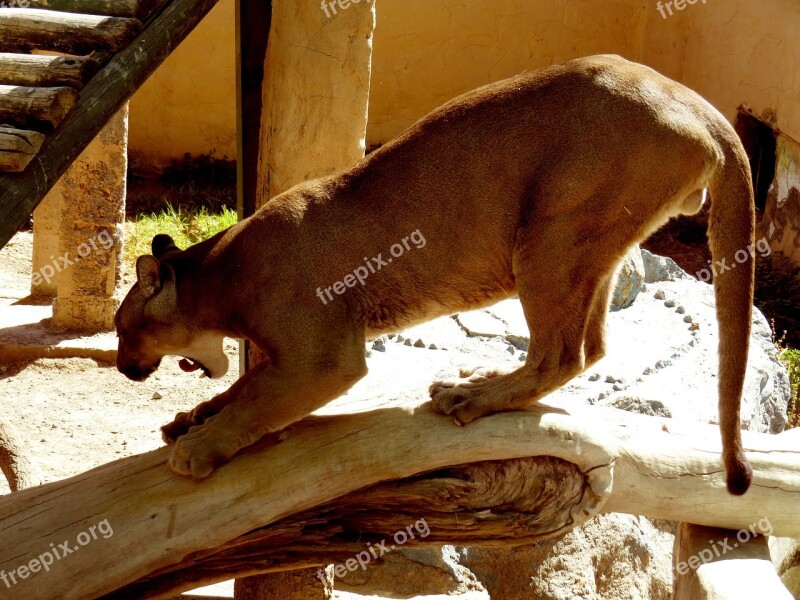 Andean Puma Zoo Animal Animals Nature