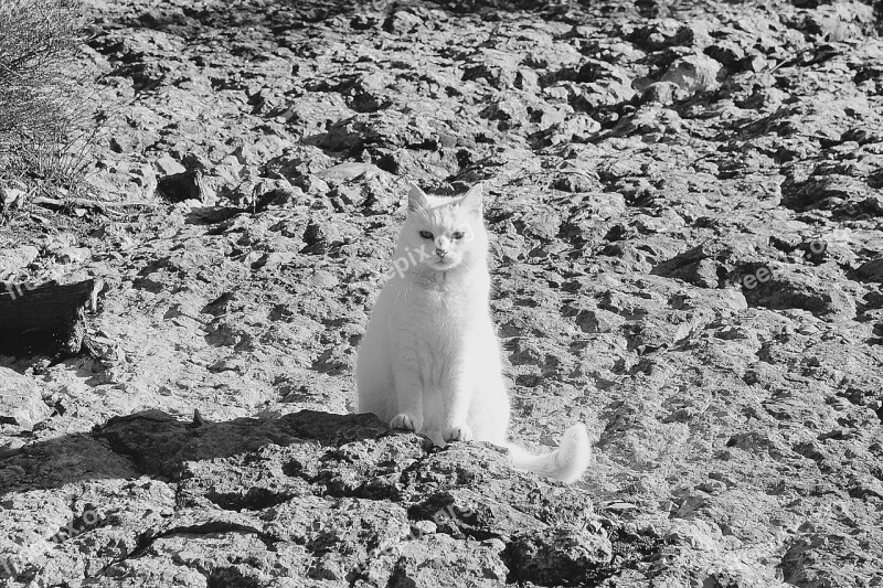 Cat White Cat Bw Animals Cats