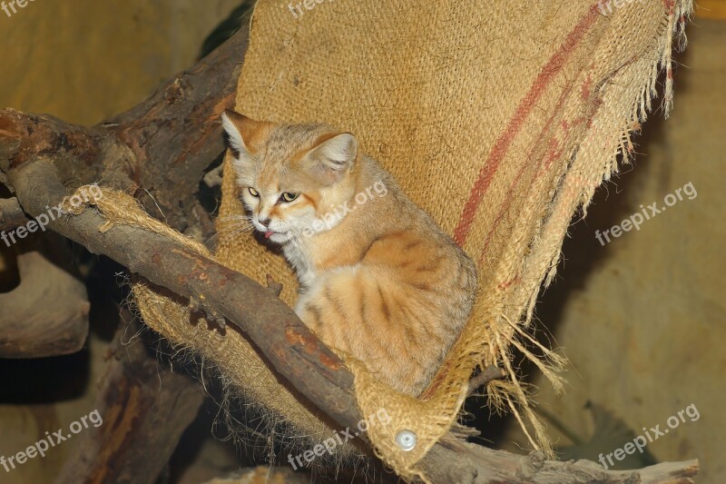 Cat Sand Cat Desert Cat Fur Soft