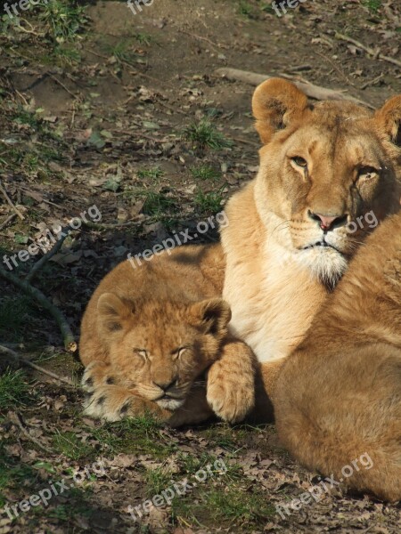 Lion Cub Nature Animals Animal World