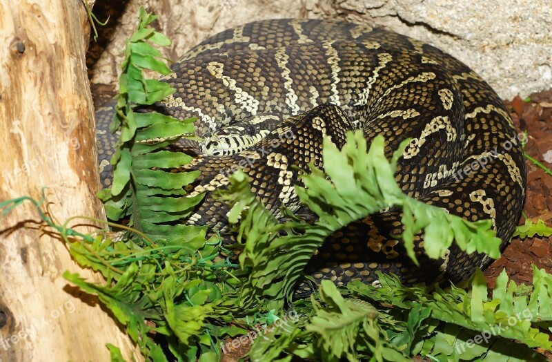 Snake Carpet Python Constrictor Australia Scale